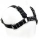 Foto 1: BODY LEATHER BLACK BULL DOG HARNESS